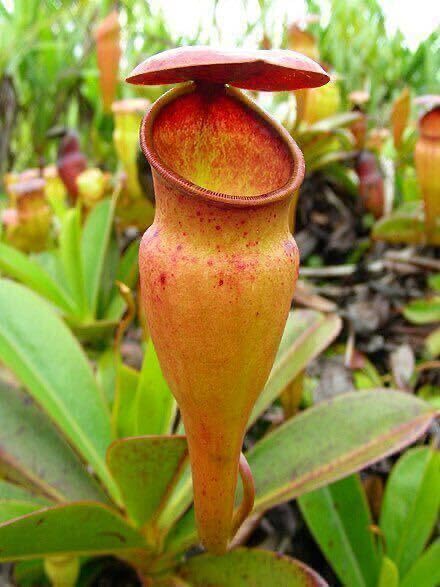 Amazon.co.jp: BE-3839 N. pervillei M size ウツボカズラ 食虫植物